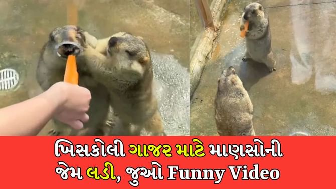 ગાજર માટે ખિસકોલીઓની રમુજી લડાઈ, જુઓ મજેદાર ક્લિપ