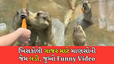 માત્ર એક ગાજરનો ટુકડો, ખિસકોલીમાં જંગ જામ્યો, એકબીજાને ધક્કા માર્યા, જુઓ મજેદાર Video