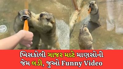 માત્ર એક ગાજરનો ટુકડો, ખિસકોલીમાં જંગ જામ્યો, એકબીજાને ધક્કા માર્યા, જુઓ મજેદાર Video