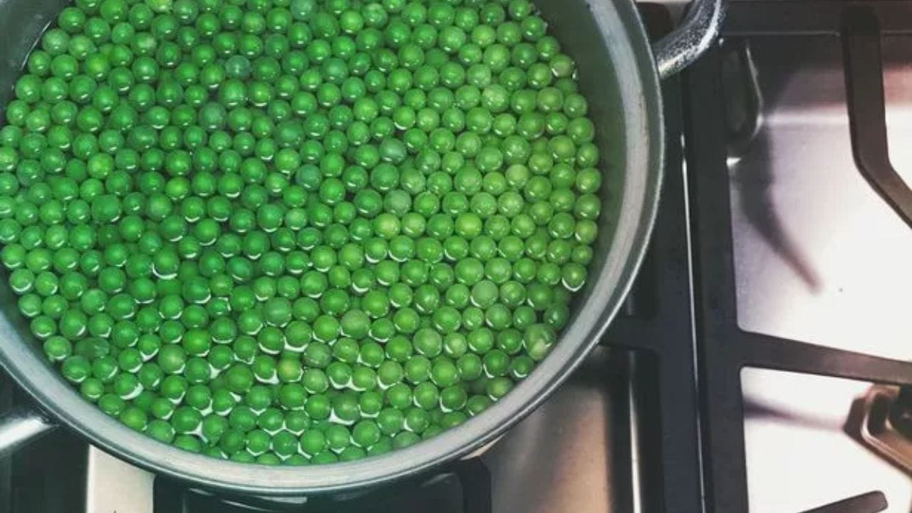 શિયાળામાં વટાણાને તાજા રાખવા માટેની ટિપ્સ: શિયાળા દરમિયાન વટાણાને લાંબા સમય સુધી તાજા રાખવા માટે બ્લેન્ચિંગ એ બેસ્ટ રીત છે. બ્લેન્ચિંગ તેમને લીલા રાખે છે. તેમનો સ્વાદ જાળવી રાખે છે અને લાંબા સમય સુધી ઠંડું થયા પછી પણ તેમને બગડતા અટકાવે છે. આ પદ્ધતિ વર્ષભર ઉપયોગ માટે શ્રેષ્ઠ માનવામાં આવે છે. આ કરવા માટે વટાણાને છોલી લો. તેમને ઠંડા પાણીમાં સારી રીતે ધોઈ લો. તેમને ફક્ત 2 થી 3 મિનિટ માટે ઉકળતા પાણીમાં ડુબાડી દો. 
