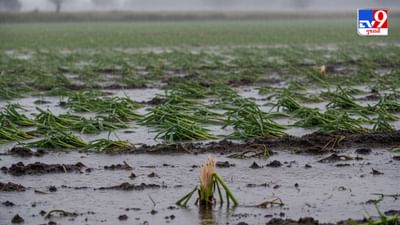 Porbandar : ભારે વરસાદના કારણે ખેડૂતોની સ્થિતિ કફોડી, જગતના તાતે સરકાર સમક્ષ મદદની કરી માગ, જુઓ Video