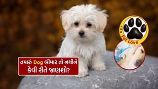 તમારું Pet Dog બીમાર દેખાય છે! તાવ છે કે નહીં કેવી રીતે ઓળખશો? તમે નહીં જાણતા હોવ આ રીત