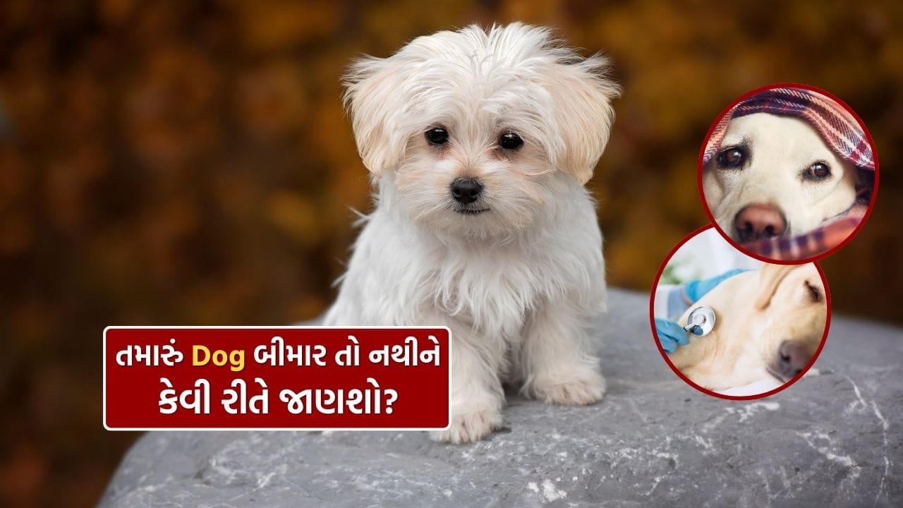 Pet Love Sick Dog Winter 7 Warning Signs Needs Vet (1)