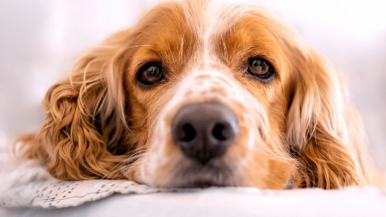 Pet Love Sick Dog Winter 7 Warning Signs Needs Vet (3)