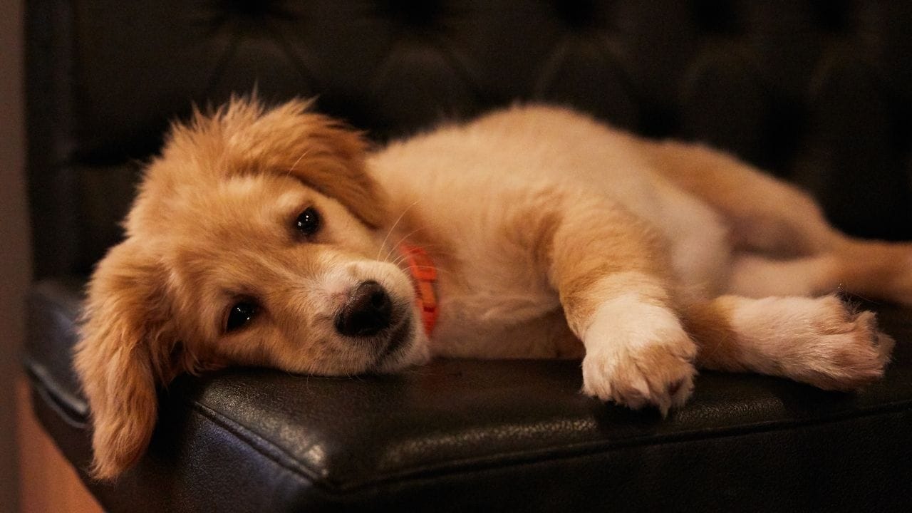 Pet Love Sick Dog Winter 7 Warning Signs Needs Vet (4)