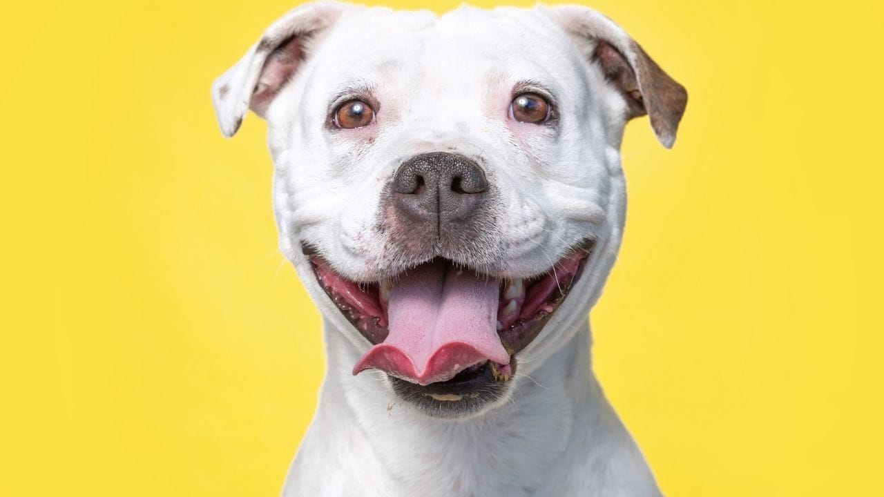 Pet Love Sick Dog Winter 7 Warning Signs Needs Vet (5)