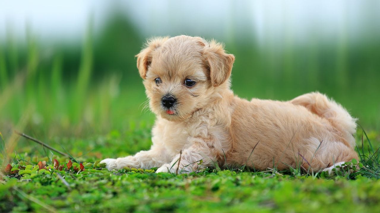 Pet Love Sick Dog Winter 7 Warning Signs Needs Vet (6)