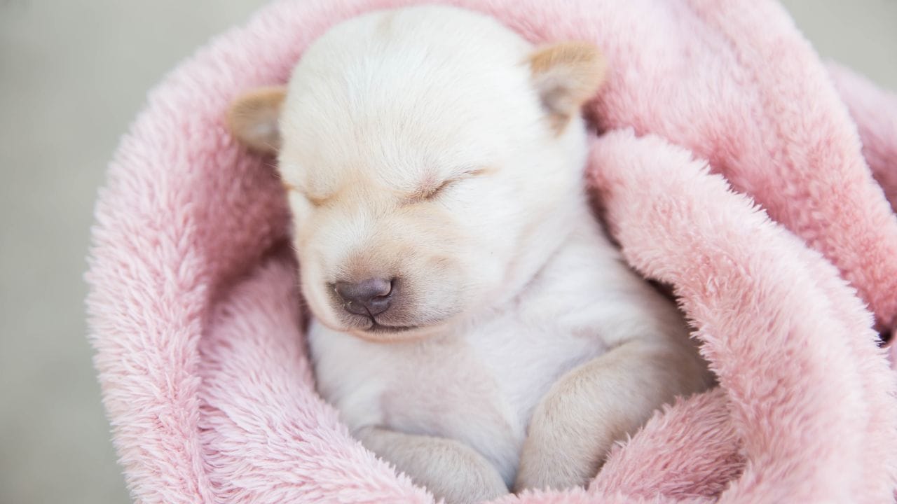 Pet Love Sick Dog Winter 7 Warning Signs Needs Vet (8)