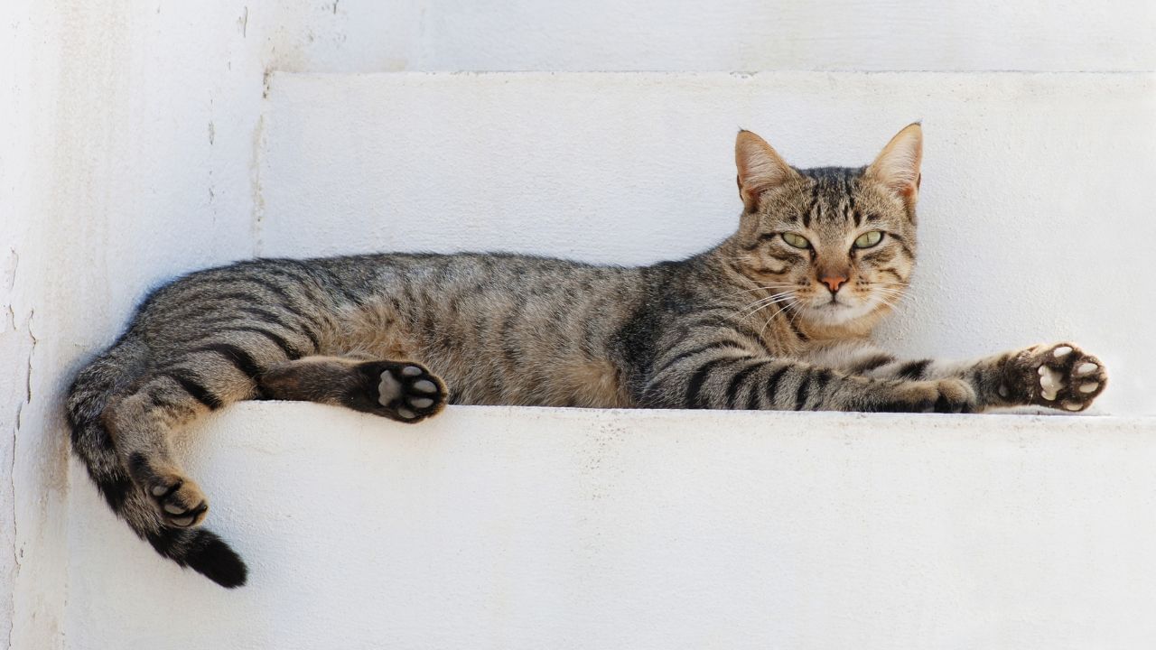 Pet travel rules India