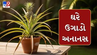 Plant In Pot : ઘરે Pineapple ઉગાડવું છે એકદમ સરળ, જાણી લો પદ્ધતિ