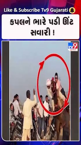 રાજસ્થાનના પ્રસિદ્ધ પુષ્કર મેળામાં ઊંટ સવારી કરવી એક કપલને ભારે પડી