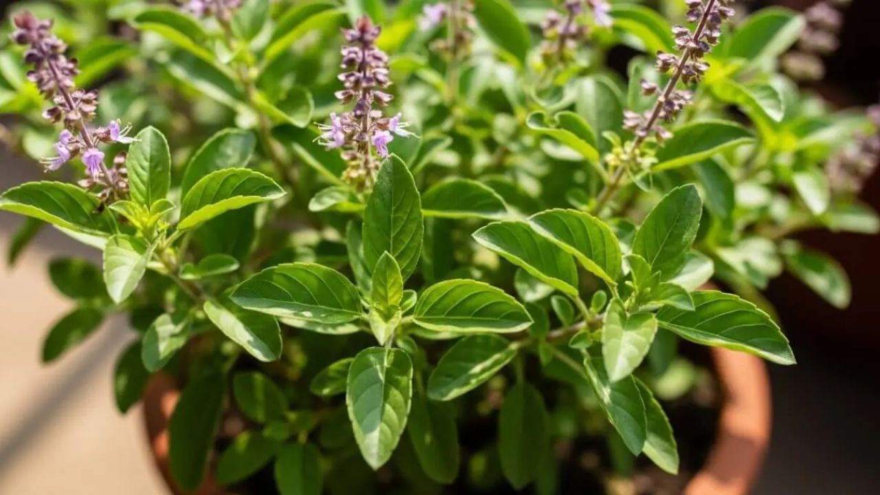 રામ તુલસીના પાન આછા લીલા રંગના હોય છે અને તેમાં હળવી સુગંધ હોય છે જે નોર્મલ તુલસી છે દરેકના ઘરમાં જોવા મળે છે. શ્યામા તુલસીના પાન ઘેરા લીલા, જાંબલી અથવા કાળા રંગના હોય છે, અને તેમની સુગંધ થોડી વધુ તીવ્ર હોય છે. બંને તુલસીના છોડ પવિત્ર છે અને તેમનું ધાર્મિક મહત્વ અલગ છે.