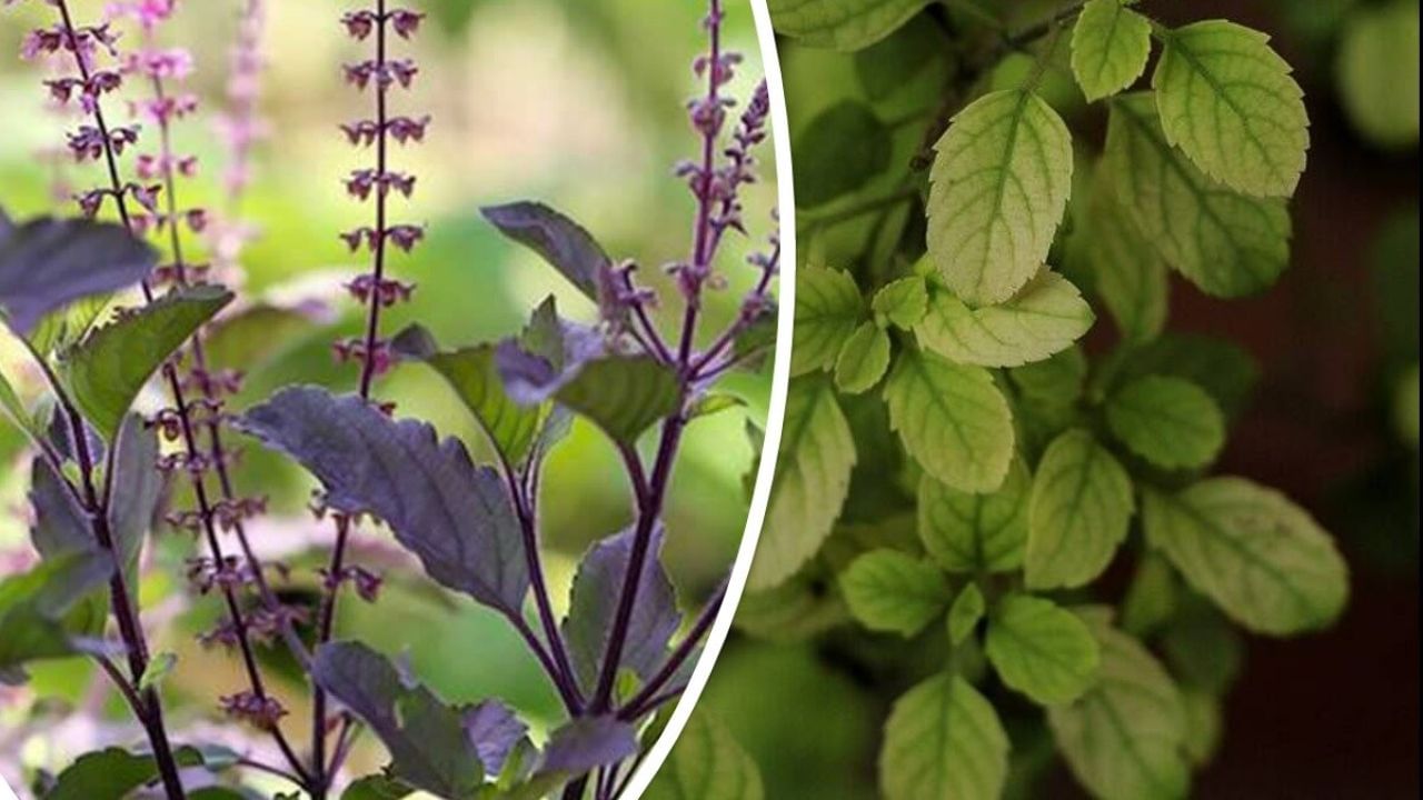 જો ઘરમાં ખૂબ તણાવ, સંઘર્ષ અથવા મતભેદ હોય, તો શ્યામા તુલસીનું વાવેતર ફાયદાકારક માનવામાં આવે છે, કારણ કે તે શાંત અને સંતુલિત વાતાવરણ બનાવે છે. સંપત્તિ અને સમૃદ્ધિની ઇચ્છા રાખનારાઓએ રામ તુલસીનું વાવેતર કરવું જોઈએ, કારણ કે તે દેવી લક્ષ્મીના આશીર્વાદનું પ્રતીક છે.