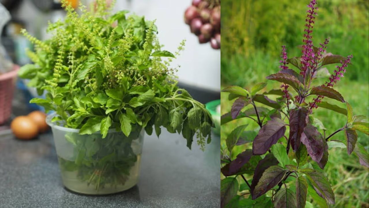 ઉત્તર કે પૂર્વ દિશામાં રામ તુલસી લગાવવાથી ઘરમાં શાંતિ અને સુખ જળવાઈ રહે છે. શ્યામા તુલસી, જો આંગણા કે બાલ્કનીમાં મૂકવામાં આવે તો, તે કૌટુંબિક એકતા અને આત્મવિશ્વાસને પ્રોત્સાહન આપે છે.