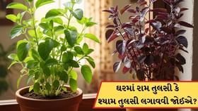 ઘરમાં રામ તુલસી લગાવવી જોઈએ કે શ્યામ તુલસી? જાણો વાસ્તુ