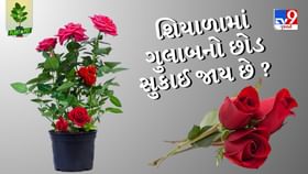 શિયાળામાં ગુલાબનો છોડ સુકાઈ જાય છે ? અપનાવો આ ટીપ્સ