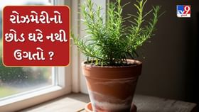 ખરતા વાળ અટકાવવામાં ઉપયોગી રોઝમેરીને ઘરે ઉગાડો, જાણો સંપૂર્ણ પદ્ધતિ