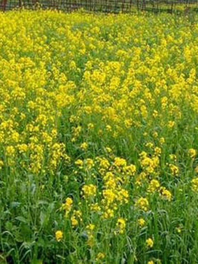 Plant In Pot : શિયાળામાં ઓર્ગેનિક રીતે સરસવનો છોડને ઘરે ઉગાડો, 4 અઠવાડિયામાં થઈ જશે તૈયાર