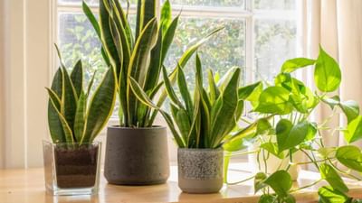 દરેક વ્યક્તિ ઇચ્છે છે કે તેમનું ઘર સુખ, શાંતિ અને સકારાત્મક ઉર્જાથી ભરેલું રહે છે. આ પ્રાપ્ત કરવા માટે, લોકો વિવિધ વાસ્તુ ઉપાયો અપનાવે છે. કેટલાક તેમના ઘરની દિશા બદલી નાખે છે, કેટલાક અરીસાઓ દૂર કરે છે, અને કેટલાક ખાસ છોડ વાવે છે.