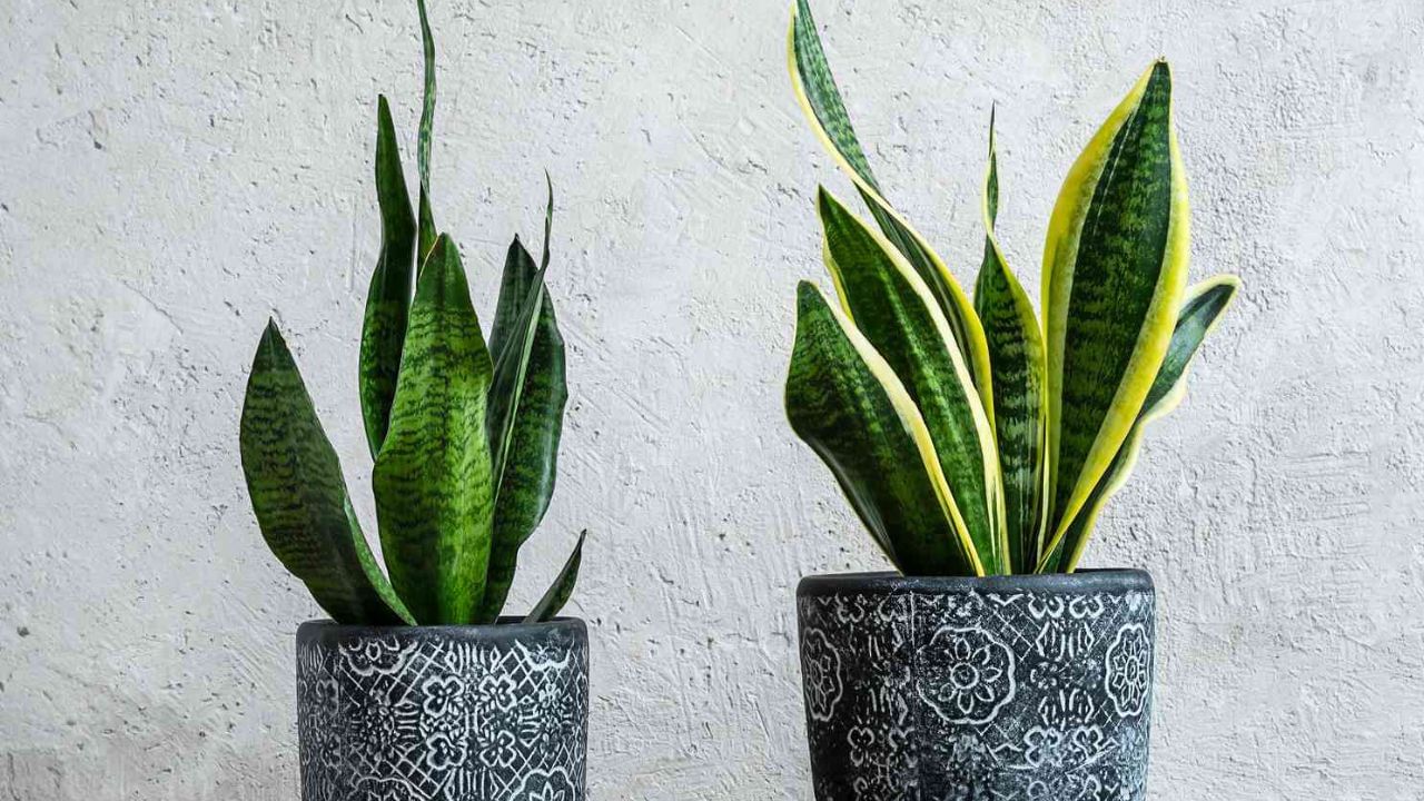 આજકાલ, દરેક વ્યક્તિ પોતાના ઘરમાં હરિયાળી લાવવા માટે ઘરના છોડ લગાવે છે. તે સુંદર દેખાય છે અને હવાને શુદ્ધ કરે છે. પરંતુ શું તમે જાણો છો કે દરેક છોડ શુભ નથી હોતા. વાસ્તુ અનુસાર કેટલાક છોડ દેખાવમાં સુંદર હોવા છતાં, ઘરની શાંતિને ખલેલ પહોંચાડી શકે છે. આવો જ એક છોડ સ્નેક પ્લાન્ટ છે. ઘણા લોકો તેને સજાવટ માટે અથવા ઓક્સિજન વધારવા માટે રાખે છે, પરંતુ વાસ્તુ અનુસાર, આ છોડ ઘર માટે અશુભ માનવામાં આવે છે.