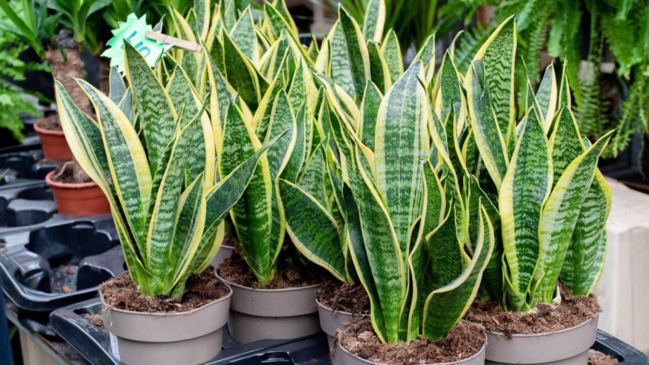 જો તમે તેને ફેંકી દેવા માંગતા નથી, તો એક ઉપાય એ છે કે તેને બાલ્કની અથવા ટેરેસના ખૂણામાં મૂકો. આ તેની નકારાત્મક ઉર્જા ઘરમાં પ્રવેશતી અટકાવશે. તેને પૂર્વ કે દક્ષિણ દિશામાં રાખવાનો પ્રયાસ કરો, જેથી તેની અસર મર્યાદિત રહે અને ઘરનું વાતાવરણ સામાન્ય રહે.