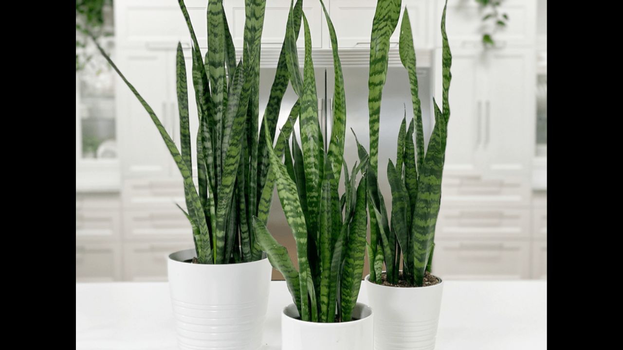 સ્નેક પ્લાન્ટના પાંદડા લાંબા, અણીદાર અને તલવાર જેવા હોય છે. વાસ્તુ અનુસાર, કોઈપણ અણીદાર વસ્તુ ઘરમાં નકારાત્મક ઉર્જા લાવે છે. આ છોડ ઘરની સકારાત્મક ઉર્જા ઘટાડે છે અને વાતાવરણમાં તણાવ વધારે છે. જો તેને બેડરૂમ, મંદિર અથવા રસોડાની નજીક રાખવામાં આવે તો તે વાસ્તુ દોષ પેદા કરે છે.