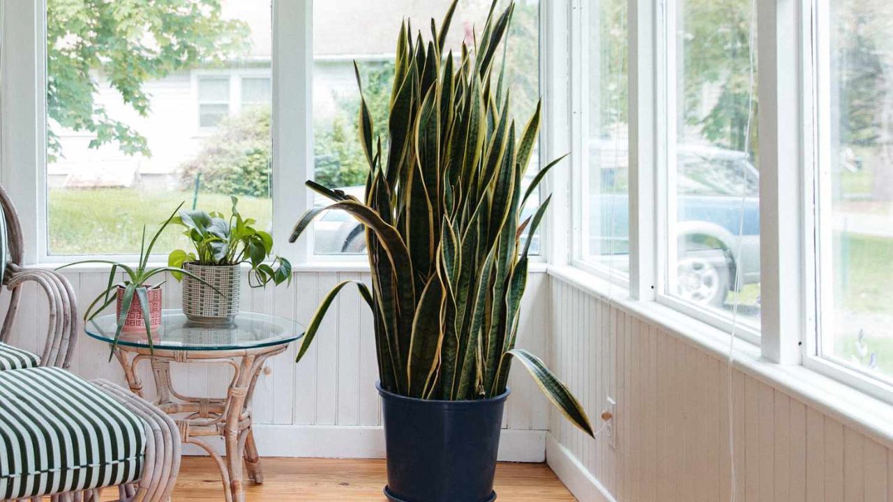 આનાથી પરિવારના સભ્યોમાં સંઘર્ષ અથવા ઝઘડો થઈ શકે છે. વાસ્તુ નિષ્ણાતો ભલામણ કરે છે કે જો તમારા ઘરમાં પહેલાથી જ સ્નેક પ્લાન્ટ હોય, તો તેને તાત્કાલિક ઘરમાંથી કાઢી નાખો અથવા ઘરની બહાર ખૂણામાં મૂકો. તેને મુખ્ય દરવાજા અથવા પૂજા સ્થળની નજીક રાખવું પણ અશુભ માનવામાં આવે છે.