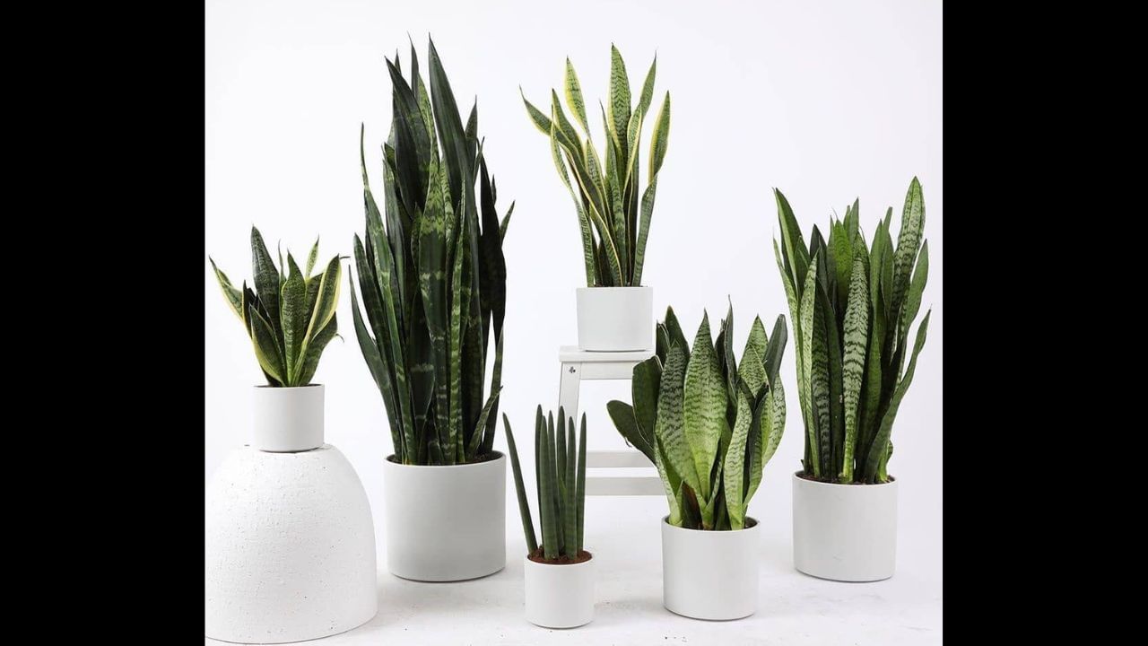 વાસ્તુ મુજબ આ છોડને ઘરની અંદર લગાવવાથી નકારાત્મક અસરો થઈ શકે છે. તે ઘરમાં સંઘર્ષ, માનસિક તણાવ અને અસંતુલન વધારી શકે છે. ઘરમાં સ્નેક પ્લાન્ટ કેમ રાખવાની મનાઈ છે, અને કયા છોડ ઘરમાં શાંતિ અને ખુશી જાળવી રાખે છે ચાલો જાણીએ