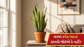 ઘરમાં સ્નેક પ્લાન્ટ રાખવો શુભ છે કે અશુભ ? જાણો વાસ્તુ શું કહે છે ઘરમાં સ્નેક પ્લાન્ટ રાખવો શુભ છે કે અશુભ ? જાણો વાસ્તુ શું કહે છે