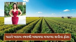 અરે ગજબ ! ખેતરમાં પાકને ના લાગે ખરાબ નજર, એટલે ખેડૂતે લગાવ્યા સની લિયોનીના ફોટા