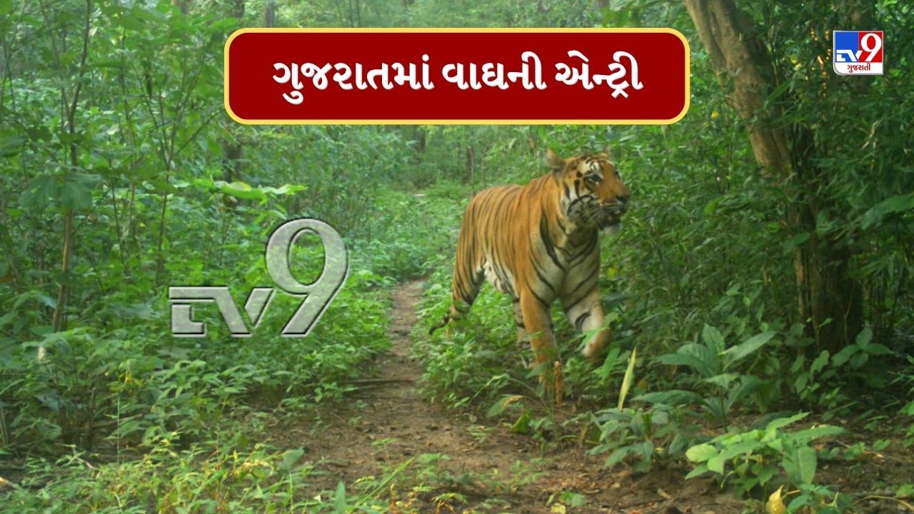 Tiger In Gujarat : ગુજરાતના જંગલમાં મળ્યા વાઘની હાજરીના પુરાવા, વનવિભાગના કેમેરામાં વાઘ ટ્રેપ થયો, જુઓ તેનો શાનદાર Video