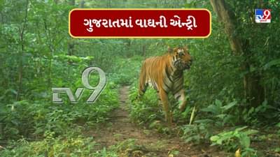 Tiger In Gujarat : ગુજરાતના જંગલમાં મળ્યા વાઘની હાજરીના પુરાવા, વનવિભાગના કેમેરામાં વાઘ ટ્રેપ થયો, જુઓ તેનો શાનદાર Video