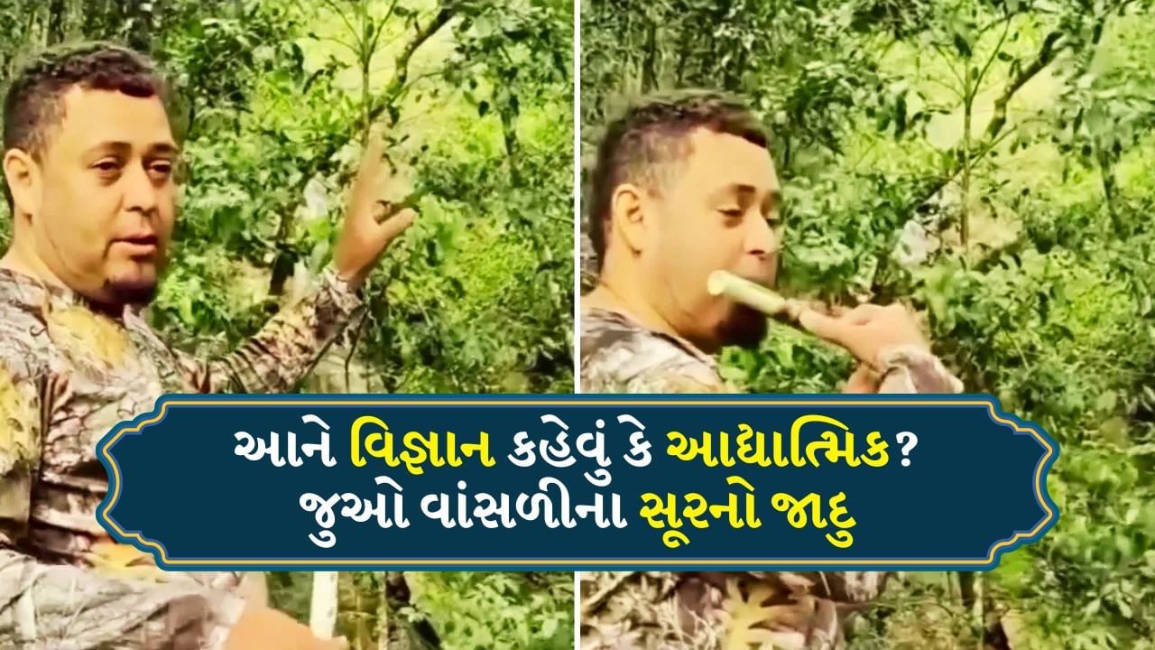 આને કહેવાય સંગીતનો જાદુ! વાંસળીના સૂર રેલાતા જ વૃક્ષોનાં પાંદડાં થયા શાંત, જુઓ Video