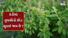 ઠંડીમાં તુલસીના છોડને લીલો રાખવા અપનાવો આ ટીપ્સ