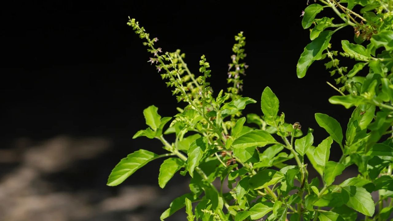 Tulsi Plant (3)