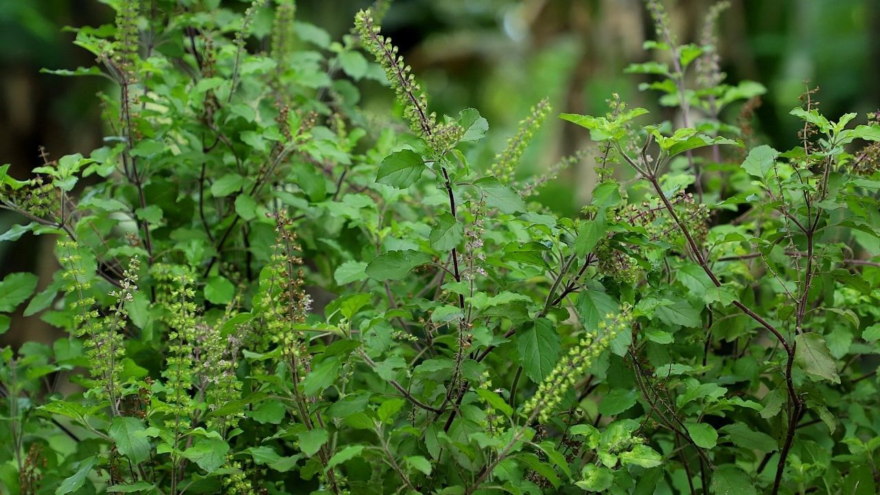 Tulsi Plant (4)