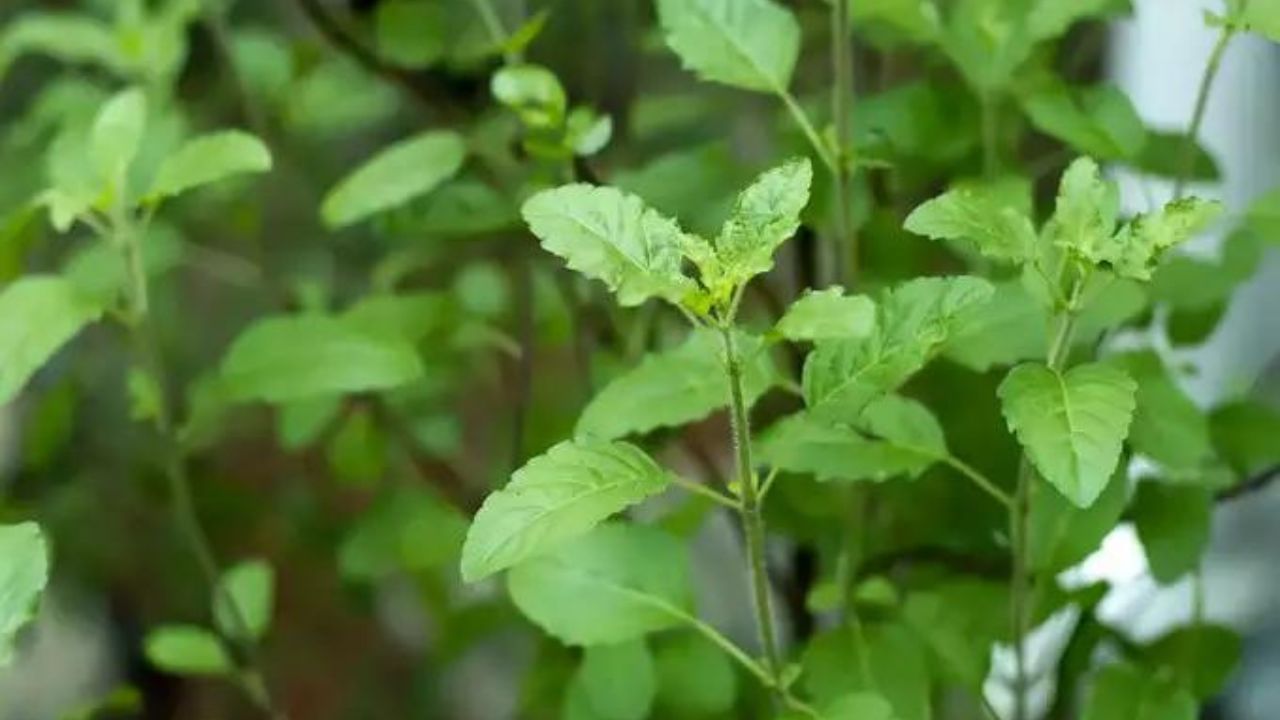 જો કે, જો છોડ કોઈ કારણ વગર સુકાઈ જવા લાગે અથવા સુકાઈ જાય, તો તેને ખૂબ જ અશુભ સંકેત માનવામાં આવે છે. આ સૂચવે છે કે ઘરમાં નકારાત્મક ઉર્જા પ્રવેશી રહી છે અને નાણાકીય સમસ્યાઓ વધી શકે છે. આવા સમય દરમિયાન, વ્યક્તિએ સતર્ક રહેવું જોઈએ અને ધાર્મિક અથવા સકારાત્મક પગલાં લેવા જોઈએ.
