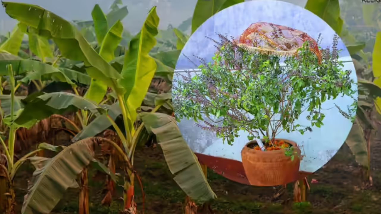 તુલસીની પૂજા: જો તમે તમારા ઘરમાં એક પછી એક સમસ્યાઓનો સામનો કરી રહ્યા છો, તો વાસ્તુ દોષ તેનું કારણ હોઈ શકે છે. આને દૂર કરવા માટે, તમારા ઘરના મુખ્ય દરવાજાની એક બાજુ કેળાનું ઝાડ કે પછી તુલસીનો છોડ વાવો અને રોજ તેની પુજા કરો. આ ઉપાય વાસ્તુ દોષોને દૂર કરવામાં મદદ કરી શકે છે. આ સકારાત્મક વાતાવરણ બનાવે છે અને પરિવારના સભ્યોમાં પરસ્પર પ્રેમને પ્રોત્સાહન આપે છે. આ ઉપાય તમને પ્રગતિ પ્રાપ્ત કરવામાં મદદ કરી શકે છે.