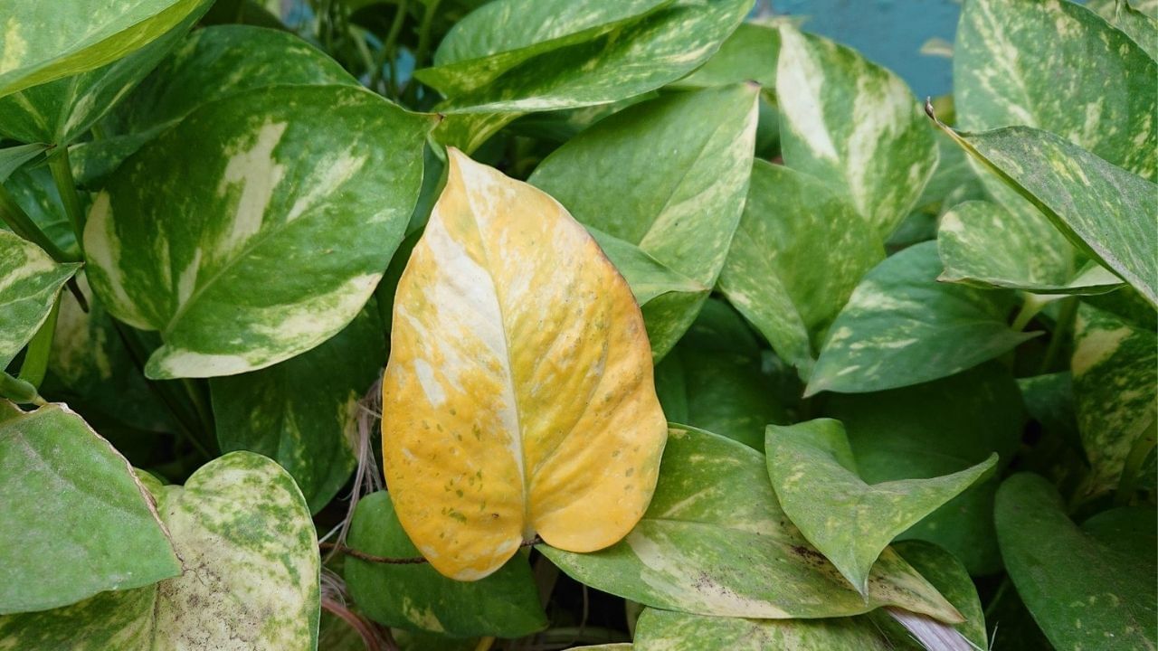 વાસ્તુ નિષ્ણાતો કહે છે કે ઘરમાં ક્યારેય ત્રણ જગ્યાએ મની પ્લાન્ટ ન મૂકવો જોઈએ. આ જગ્યાએ લગાવવામાં આવેલ મની પ્લાન્ટ નકારાત્મક ઉર્જા અને ગરીબી લાવે છે.