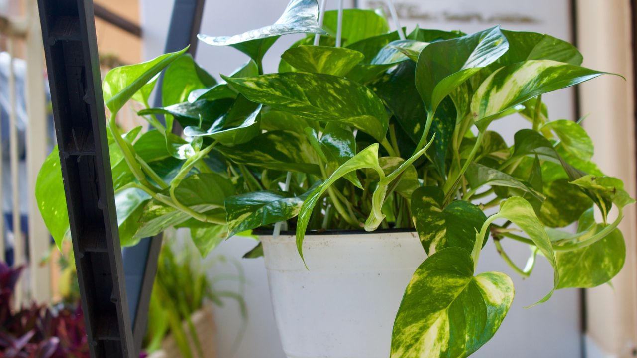 મની પ્લાન્ટ ક્યારેય બાથરૂમ કે ટોઇલેટ પાસે ન મૂકવો જોઈએ. આ દિશામાં મની પ્લાન્ટ રાખવાથી ગરીબી આવી શકે છે, ધનવાન વ્યક્તિ માટે પણ. આ દિશામાં મની પ્લાન્ટ રાખવાથી દેવી લક્ષ્મી નારાજ થાય છે.