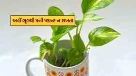 ઘરમાં આ ત્રણ જગ્યાએ ભૂલથી પણ મની પ્લાન્ટ ન રાખતા