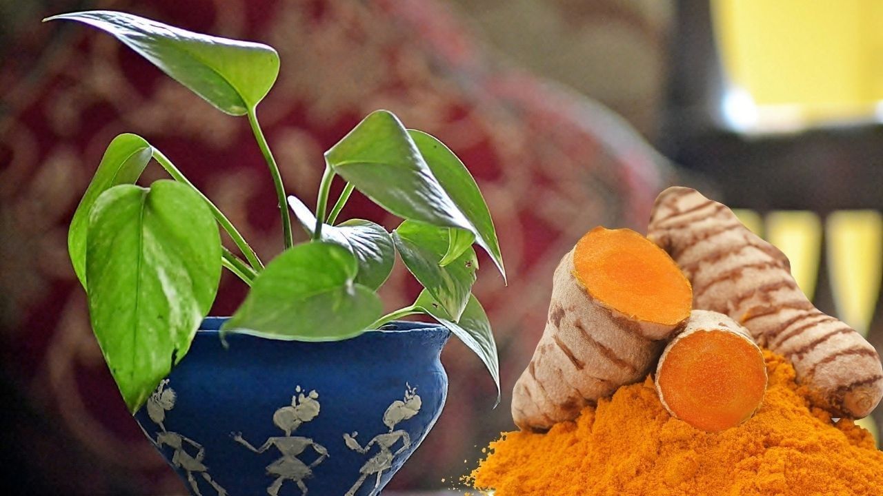 મની પ્લાન્ટ ઘરની ઉત્તર કે ઉત્તરપૂર્વ દિશામાં રાખવો જોઈએ. આ દિશાઓ મની પ્લાન્ટ રાખવા માટે શ્રેષ્ઠ અને સૌથી અનુકૂળ માનવામાં આવે છે. આ દિશામાં રાખેલ મની પ્લાન્ટ ઘરમાં ધન અને સમૃદ્ધિ લાવે છે. (નોંધ : અહીં આપવામાં આવેલી માહિત ધર્મીક માન્યતાઓના આધારે ફક્ત આપની જાણકારી માટે છે.)