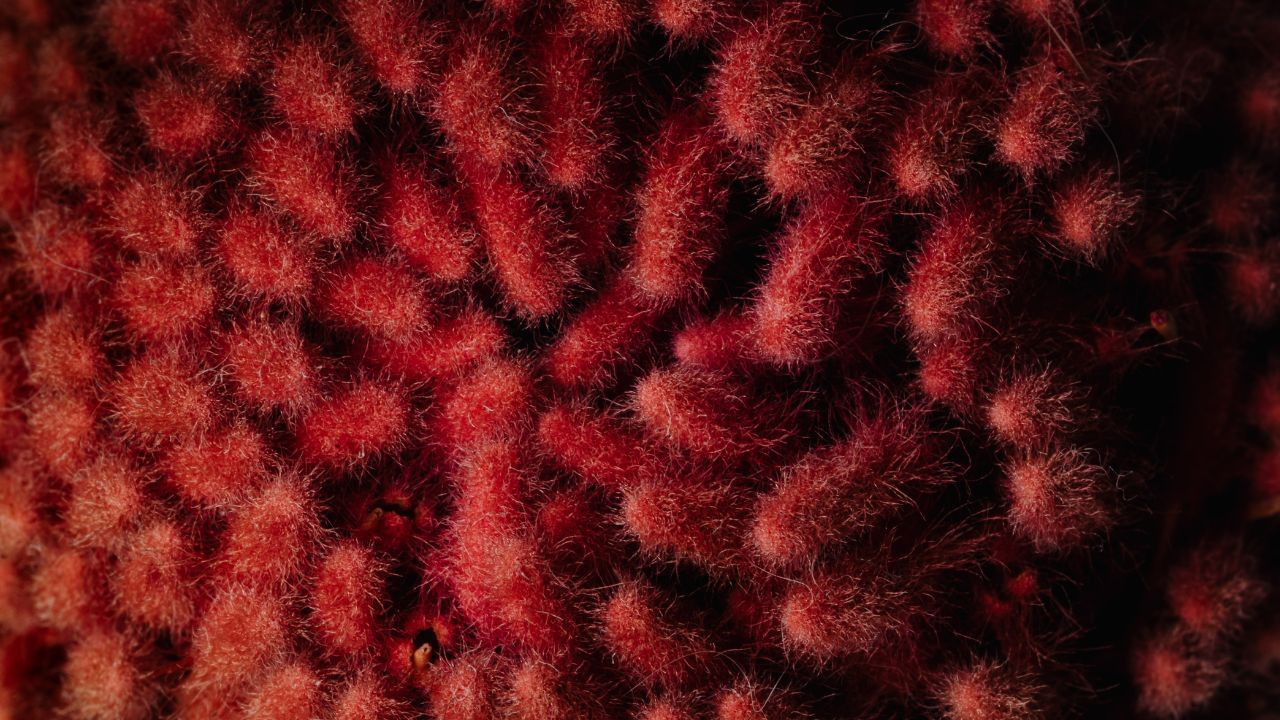 ડો. અજય કુમાર સમજાવે છે કે લોહી જાડું થવાથી પગ અને ઘૂંટણમાં સોજો આવી શકે છે. વધુમાં, તમે દિવસભર થાક અને નબળાઈ અનુભવી શકો છો.