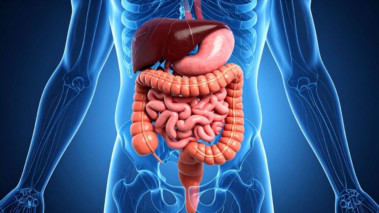 શક્કરિયામાં ભરપૂર માત્રામાં ફાઇબર હોય છે, જે પાચનક્રિયામાં સુધારો કરે છે. તે લાંબા સમય સુધી પેટ ભરેલું રાખે છે અને કબજિયાતમાં રાહત આપે છે. શક્કરિયાનું નિયમિત સેવન ગેસ અને એસિડિટી જેવી સમસ્યાઓમાંથી રાહત આપે છે.