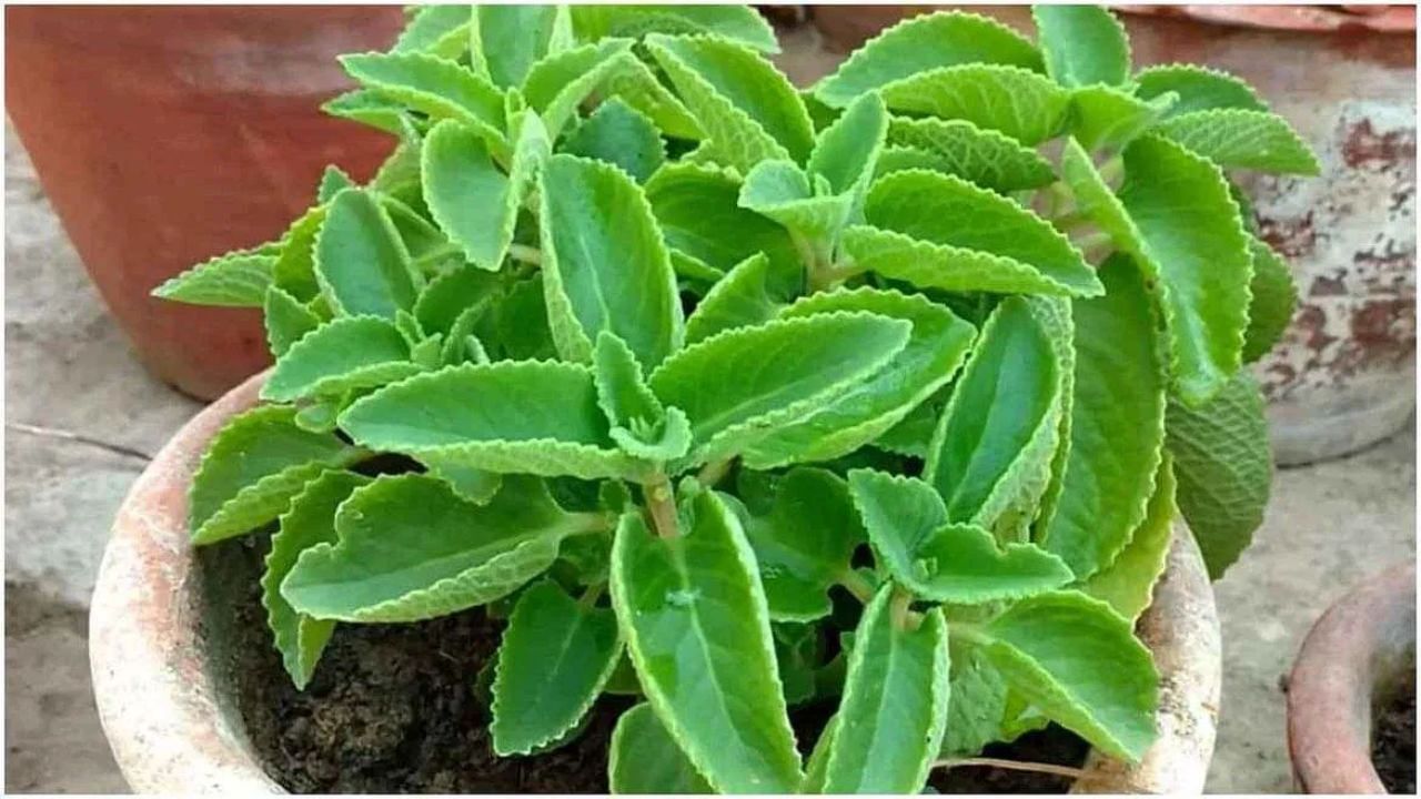 अजमोद की सुगंध जितनी औषधीय है, उतने ही इसके गुण भी हैं। इसे पानी में गर्म करने पर थाइमोल नामक तत्व निकलता है, जिसका इस्तेमाल एक बेहद कारगर एंटीसेप्टिक के रूप में भी किया जाता है। साप्ताहिक भाप लेने से न केवल साइनस साफ़ होता है, बल्कि म्यूकस मेम्ब्रेन भी मज़बूत होते हैं, जिससे पूरा श्वसन तंत्र संक्रमण के प्रति ज़्यादा प्रतिरोधी हो जाता है। जब आपको कोई समस्या न हो रही हो, तब भाप लेना शायद अनावश्यक लगे, लेकिन वास्तव में, उस समय इसका नियमित सेवन सबसे ज़्यादा फ़ायदेमंद साबित होता है।