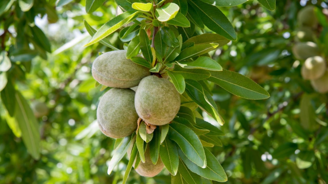 બદામના છોડને ઘરે કુંડામાં પણ લગાવી શકો છો જે બાદ જેમ જેમ છોડ મોટો થાય તે બાદ તેને ખુલ્લી જગ્યામાં રોપી દેવો જોઈએ. બદામનું ઝાડ વેપારમાં પ્રગતિ લાવે છે અને તમારા ઘરમાં શાંતિ પણ લાવે છે. 