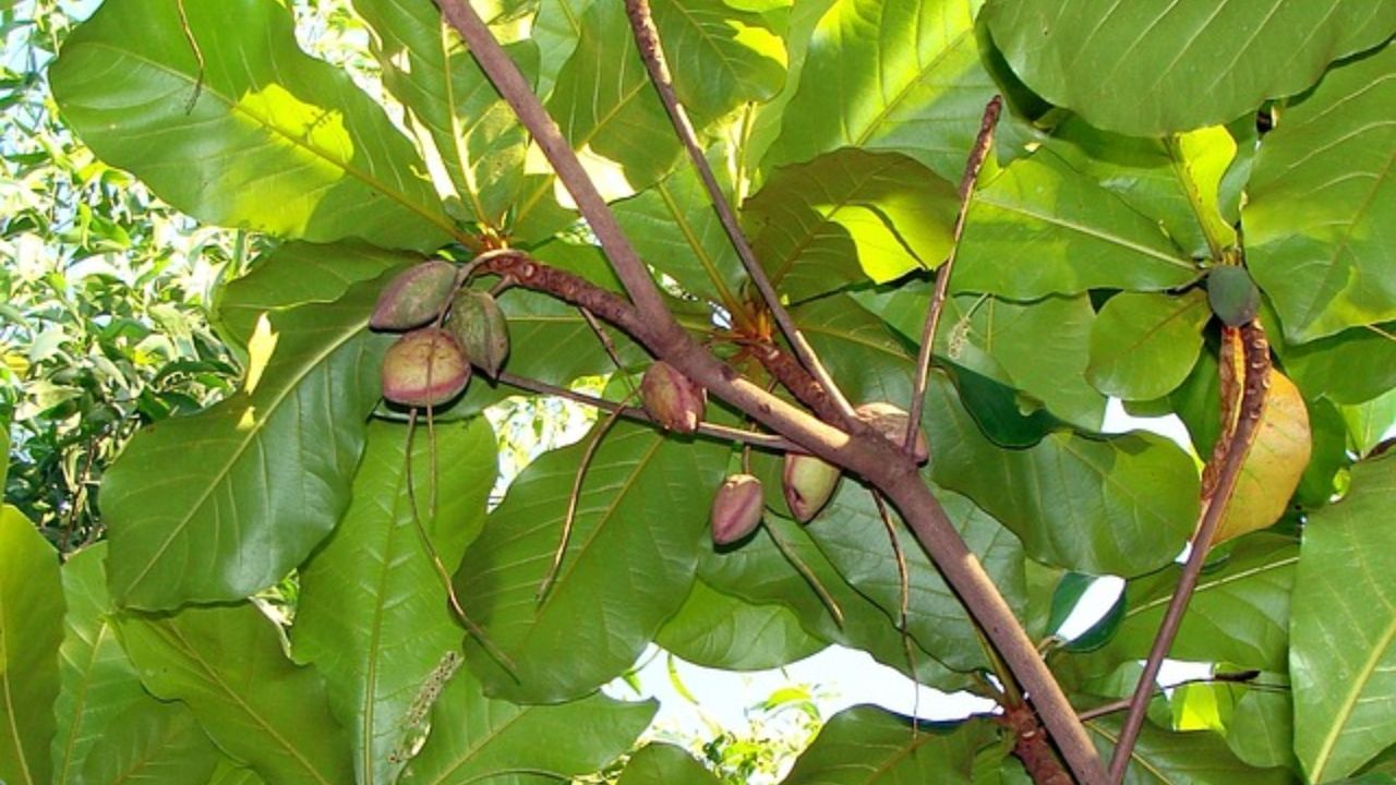 ઘરમાં કે ઘરી બહાર બદામનું ઝાડ લગાવવુ અત્યંત શુભ માનવામાં આવે છે. મોટાભાગે તેને દક્ષિણ-પશ્ચિમ દિશામાં રોપવાનું અત્યંત મહત્વપૂર્ણ માનવામાં આવે છે. ઘરમાં બદામનું ઝાડ લગાવવાથી ઘરમાં સુખ-સમૃદ્ધિ વધે છે. 