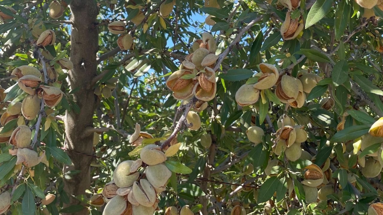 બદામના પાન થોડા મોટા અને પહોડા હોય છે જે ઓક્સિજન વધારે બનાવે છે, જેના કારણે તમારા ઘરની આસપાસની હવે સાફ રહે છે અને ઘરના સભ્યોના મન પણ પ્રસન્ન રહે છે