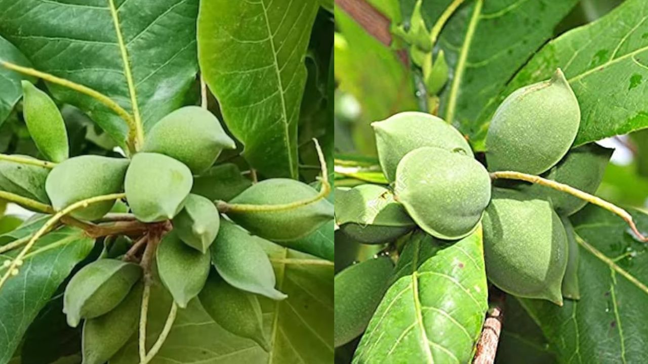 બદામનું ઝાડ ઘરની બહાર હોય તો ઉનાળામાં આ ઝાડ લિમડા જેટલી જ ઠંડક પ્રદાન કરે છે આથી બદામનું ઝાડ ઘરમાં લગાવવું ખુબ જ શુભ છે. 