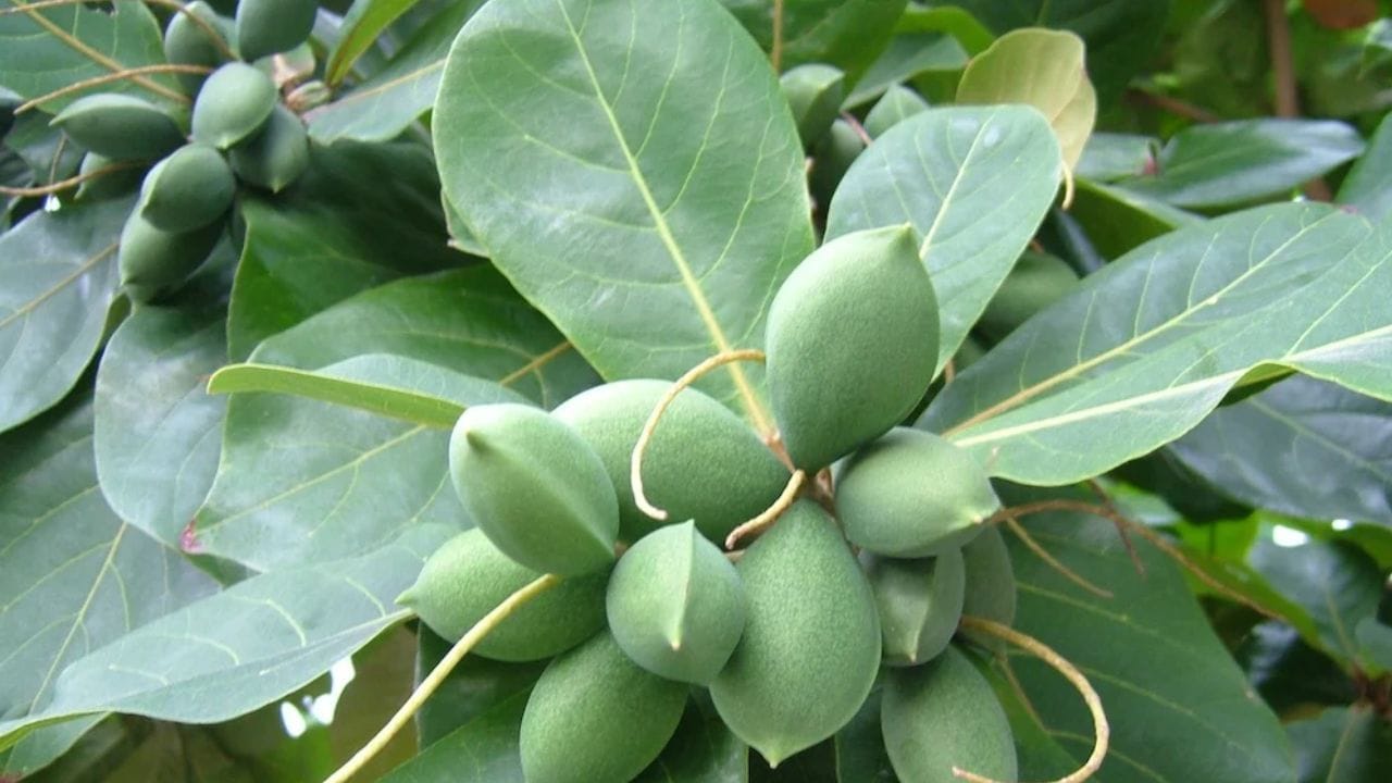 ભારતમાં બદામની ખેતી મોટા પાયે થાય છે. બદામ સ્વાદિષ્ટ હોય છે. બદામ અને તેના પાંદડાનો ઉપયોગ દવા તરીકે પણ થાય છે. પણ આપણે જોયું હશે કે કેટલાક ઘરની બહાર બદામનું ઝાડ જોવા મળે છે તો શું બદામનું ઝાડ ઘરમાં કે ઘરની બહાર લગાવવું શુભ છે કે અશુભ? ચાલો વાસ્તુ શું કહે છે ચાલો જાણીએ